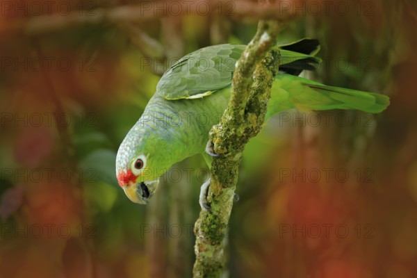 Red-lored Parrot, Amazona autumnalis, portrait of light green parrot with red head, Costa Rica. Portrait of bird. Wildlife scene from tropic nature. Parrot from Costa Rica. Parakket in habitat