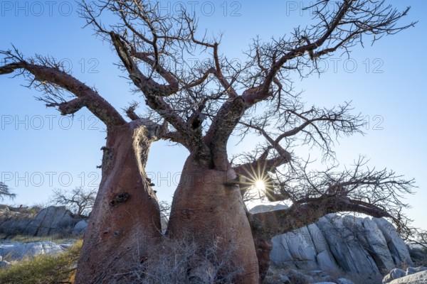 African baobab or baobab tree (Adansonia digitata), sun star, Kubu Island (Lekubu), Sowa Pan, Makgadikgadi salt pans, Botswana