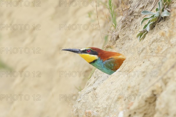 European bee-eater (Merops apiaster), adult bird looking out of breeding cave, wildlife, migratory bird, raptor, animals, birds, Lake Neusiedl National Park, Seewinkel, Burgenland, Austria