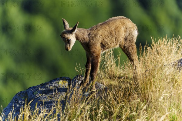 A young chamois stands pensively alone in a meadow, chamois, chamois, (Rupicapra rupicaprae), fawn, wildlife, Vosges, France