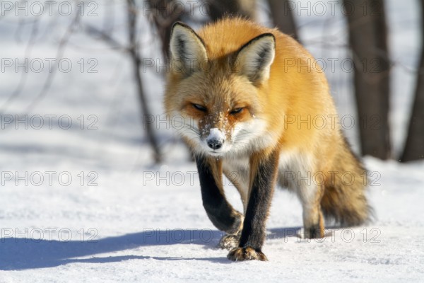 Red fox (vulpes vulpes), Fox walking on snow and spotting a prey, Fox ready to pounce, Close-up, Province of Quebec, Canada, North America