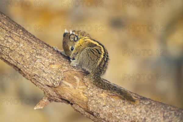 Eastern chipmunk (Tamias striatus), captive, Zoo Augsburg, Germany