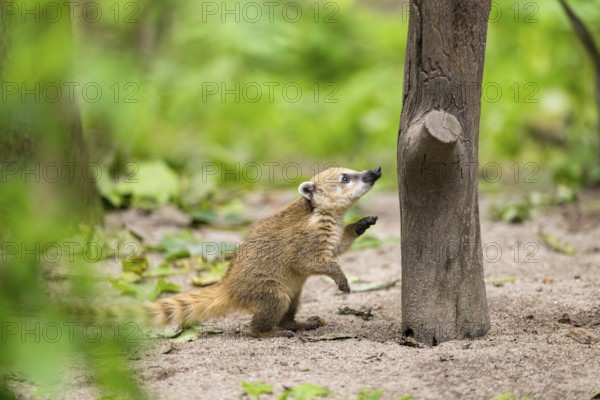 South American coati (Nasua nasua) youngster klimbing a little tree, captive, Zoo Augsburg