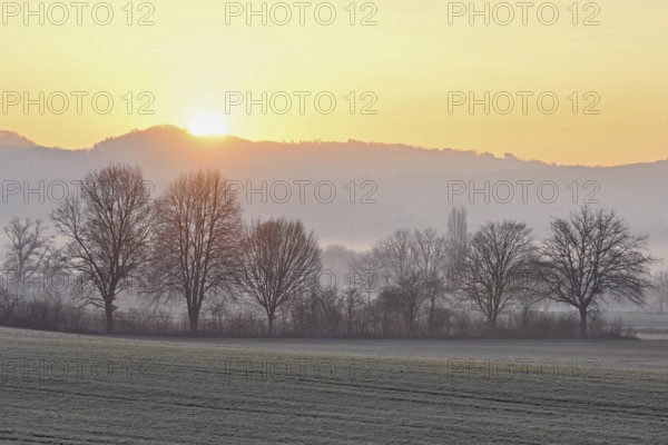 Meadows and trees in the early morning mist in the light of the rising sun, Reusstal, Aristau, Freiamt, Canton Aargau, Switzerland