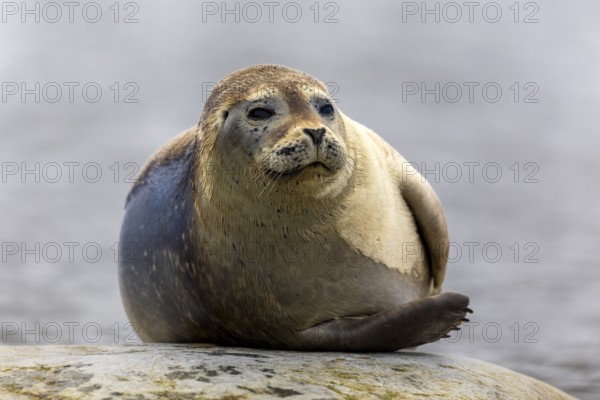 Harbour seal (Phoca vitulina) lying on a stone in the water, Mammals (Mammalia), Gravnesodden, Spitsbergen, Svalbard