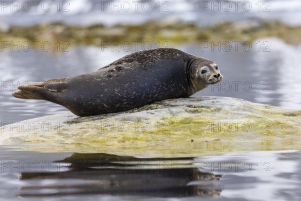 Harbour seal (Phoca vitulina) lying on a stone in the water, Mammals (Mammalia), Gravnesodden, Spitsbergen, Svalbard