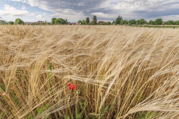 A large field of golden barley grass moves gently in the breeze, punctuated by a vibrant red poppy. The sky is filled with grey clouds, waiting for an imminent change in the weather. Bas rhin, Alsace, Grand Est, France
