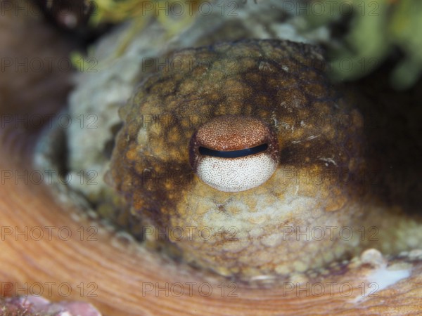 Close-up of an eye of Common Octopus (Octopus vulgaris) with clear texture and details in a natural environment in the Mediterranean Sea near Hyères, dive site Giens Peninsula, Provence Alpes Côte d'Azur, France