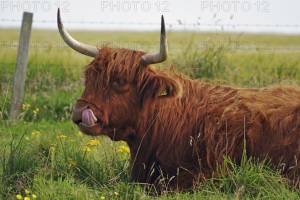 Long-haired cattle on a green pasture looks calm and peaceful, humour, sticking out tongue, Highland Cattle, Stromness, Mainland, Orkney Islands, Scotland, Great Britain