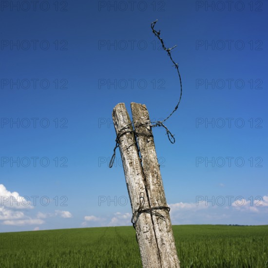 Two weathered wooden posts are tied together with twisted wire, standing tall against a vivid blue sky and expansive green field, capturing a serene rural landscape in daylight