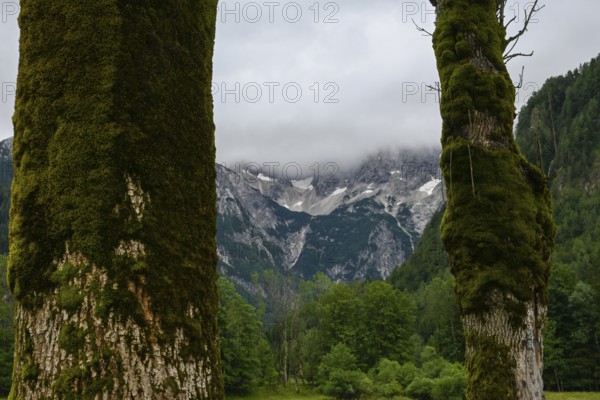 A view of the majestic Kamnik-Savinja Alps in Zgornje Jezersko, Slovenia, opens up through two moss-covered tree trunks