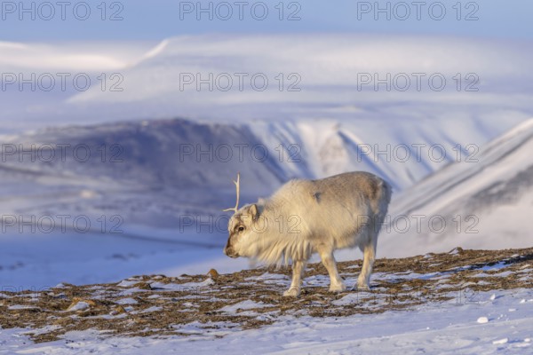 Svalbard reindeer (Rangifer tarandus platyrhynchus) adult in winter coat casting antlers on snow covered tundra in spring on Spitsbergen, Norway