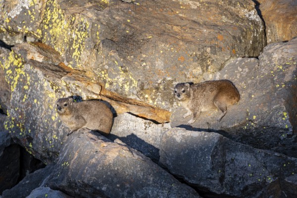 Rock hyrax (Procavia capensis), group on rocks in the evening light, Mpumalanga, South Africa