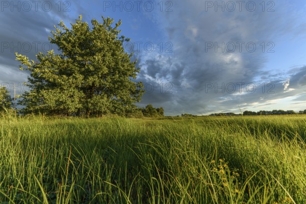 Flowering fields stretch across the landscape and are dominated by a single tree. The sky shows a mixture of clouds and sunlight, creating a serene atmosphere in the late afternoon. Bas rhin, Alsace, Grand Est, France