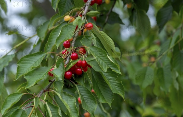 Wild bird cherry (Prunus avium subsp. avium), Germany