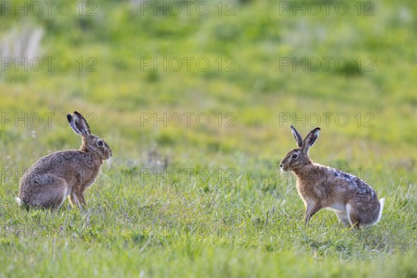 European hare (Lepus europaeus) Mating season Germany