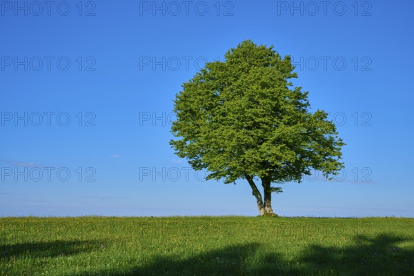 A beech tree on a wide meadow under a blue sky, spring, Schauinsland, Freiburg im Breisgau, Black Forest, Baden-Württemberg, Germany