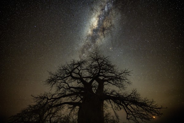Silhouette of a baobab tree with starry sky and Milky Way, African baobab (Adansonia digitata), night shot, Kubu Island (Lekubu), Sowa Pan, Makgadikgadi Salt Pans, Botswana
