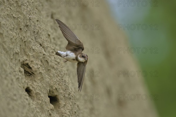 Sand martin (Riparia riparia), taking off from its breeding tube, Reussegg nature reserve, Canton Aargau, Switzerland