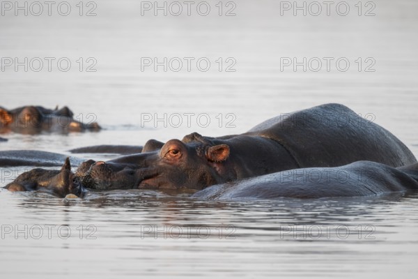 Hippos (Hippopatamus amphibius), group in the water in the morning light, with reflection, adult, Kruger National Park, South Africa