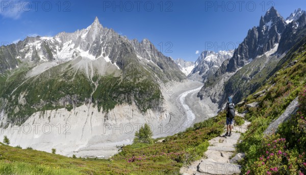 Picturesque mountain landscape with blooming alpine roses, imposing mountain peaks and glaciers, mountaineers on a hiking trail, Grand Balcon Nord, glacier tongue Mer de Glace, behind Grandes Jorasses, Mont Blanc massif, Montenvers, Chamonix, Haute-Savoie, France
