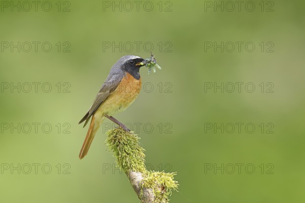 Redstart (Phoenicurus phoenicurus), male with caterpillars in beak on mossy branch, songbird, wildlife, Wilnsdorf, North Rhine-Westphalia, Germany
