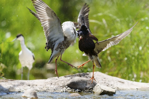 Dynamic image of fighting ruffs, wings unfolded over water in natural environment, ruff (Calidris pugnax, syn.: Philomachus pugnax), courtship display, France