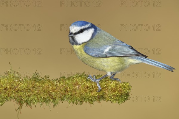 Blue tit (Parus caeruleus), sitting on moss-covered dead wood, Wilnsdorf, North Rhine-Westphalia, Germany