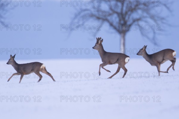 Roe deer (Capreolus capreolus) Germany
