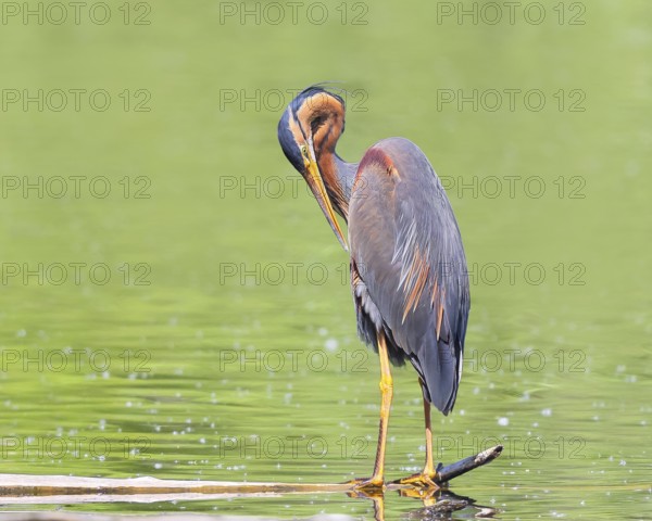 Purple heron (Ardea purpurea), standing on a branch in the water, preening its plumage, wildlife, birds, heron, rare breeding bird, migratory bird, Waghäusel, Baden-Württemberg, Germany