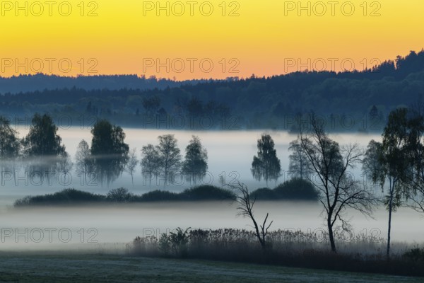 Early morning fog over the moor, birch (Betula), birch family (Betulaceae), dawn, fog, Pfrungen, Pfrunger-Burgweiler Ried, Baden-Wuerttemberg, Germany