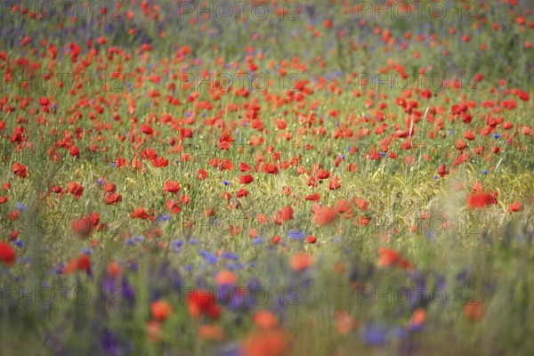 Beautiful picturesque poppy field, June, Germany