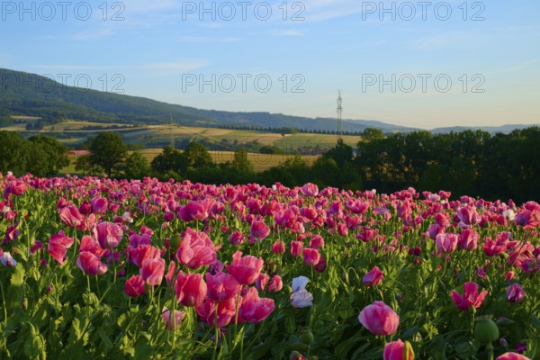 Pink poppies in front of rolling hills under a clear sky, Germerode, Geo nature park Park Frau-Holle-Land, Hoher Meissner, Hesse, Germany