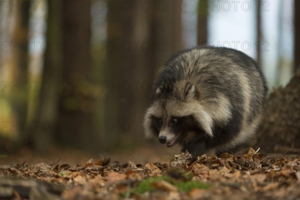 Out and about in the forest... Raccoon dog (Nyctereutes procyonoides), very adaptable carnivore, omnivore with a broad food spectrum, predominantly herbivore, spreading in Germany and almost all of Europe, original home East Asia, newcomer, immigrant species, probably captive escapee from fur farming, neozoon, neozoan, potentially invasive species, Germany, Western Europe, Western Europe