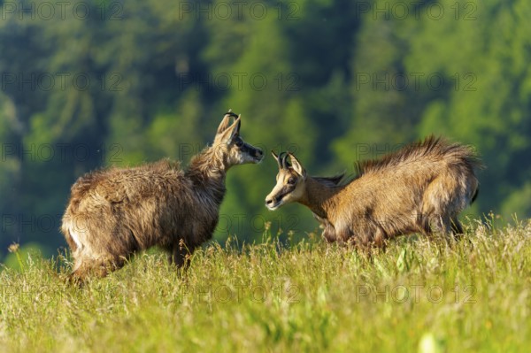 Two chamois interacting in a green summer meadow in front of a forest, marsh harrier (Circus aeruginosus), wildlife, Germany