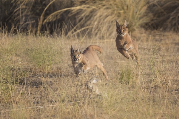 Caracal (Caracal caracal) two adult hunting Iberian Hare (Lepus granatensis), Castile-La Mancha, Spain