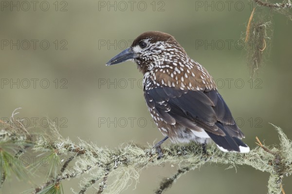 Spotted Nutcracker (Nucifraga caryocatactes), St. Gallen, Switzerland