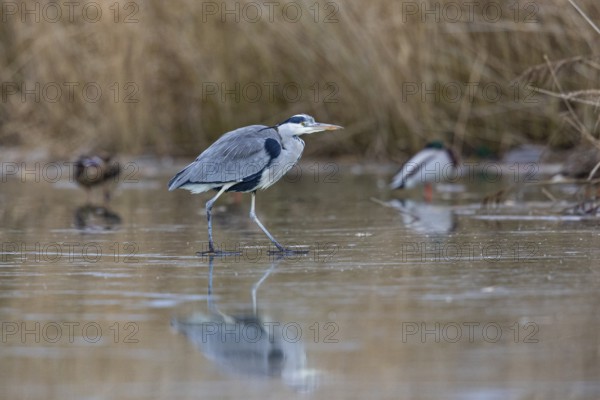 Grey heron (Ardea cinerea) Germany