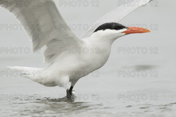 Caspian Tern (Hydroprogne caspia), Gambia