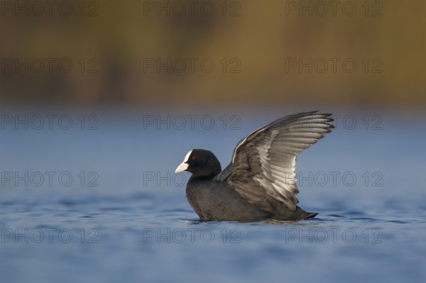 Eurasian Coot (Fulica atra), North Rhine-Westphalia, Germany