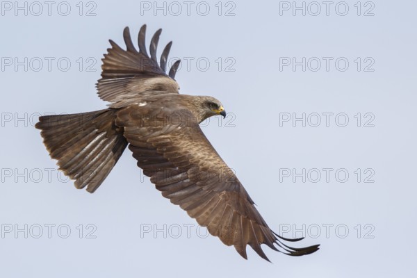 Black Kite (Milvus migrans) flying, Spain