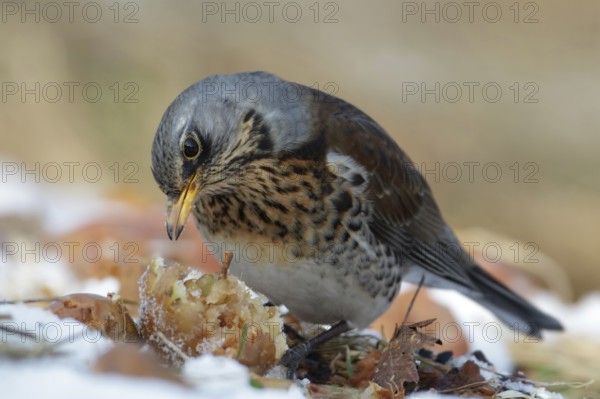 Fieldfare (Turdus pilaris), Saxony, Germany