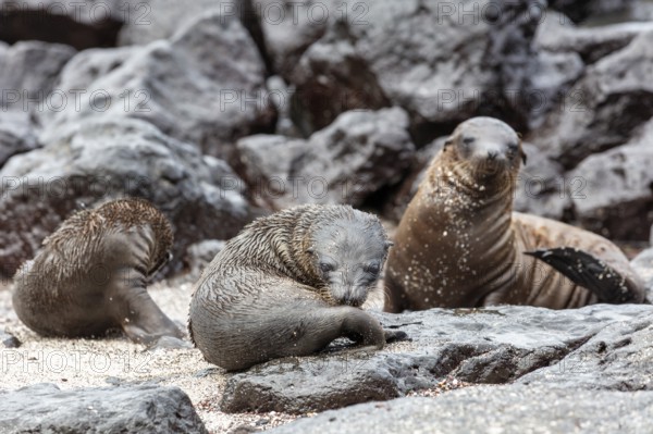 Sea lions (Zalophus wollebaeki), San Cristobal, Galapagos, Ecuador