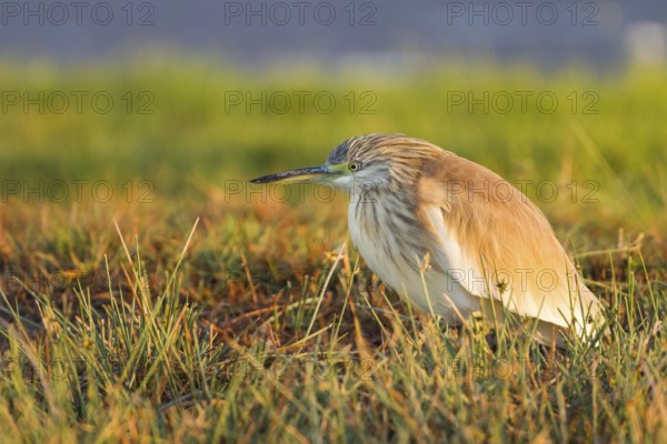 Squacco Heron (Ardeola ralloides), Oman