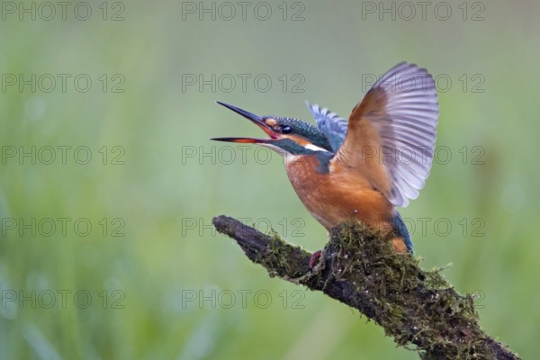 Common Kingfisher (Alcedo atthis) female calling, Saxony-Anhalt, Germany