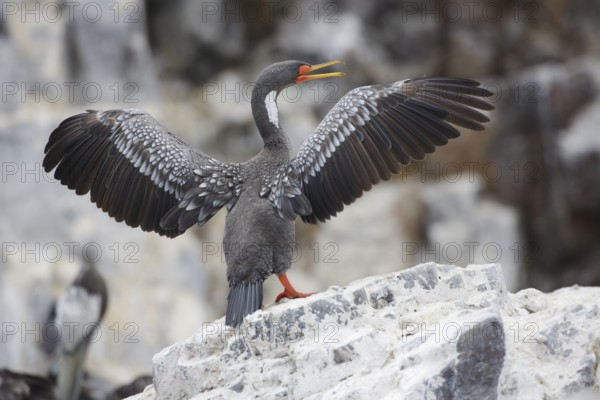 Red-legged Cormorant (Phalacrocorax gaimardi) drying its wings, Lima, Peru