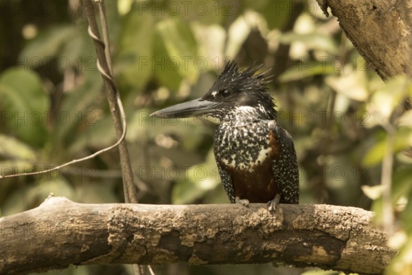 Giant Kingfisher (Megaceryle maxima) female, Gambia