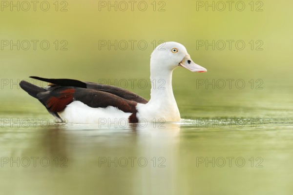 Raja Shelduck (Tadorna radjah), Northern Territory, Australia