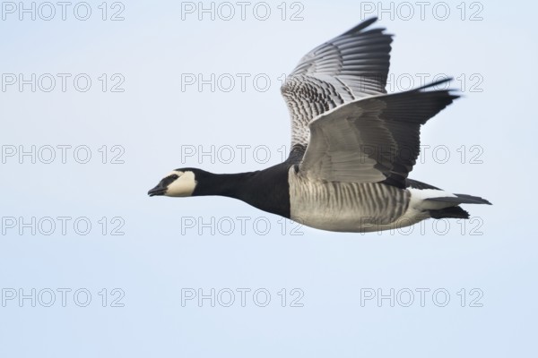 Barnacle Goose (Branta leucopsis) flying, Bavaria, Germany