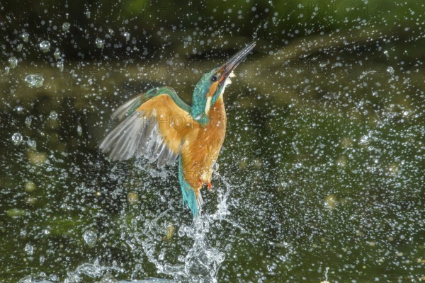 Common Kingfisher (Alcedo atthis) male fishing, Lower Saxony, Germany